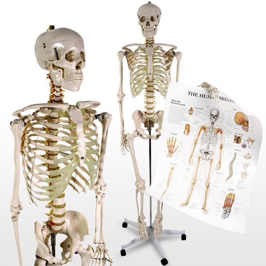 Modello Scheletro Umano 181 5 cm Medico Anatomico 