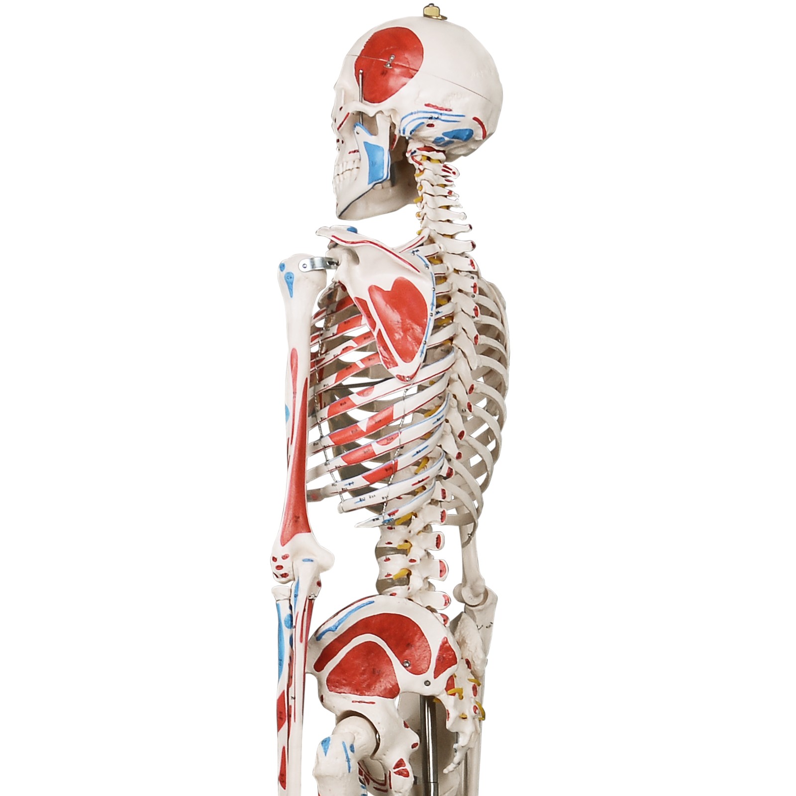 Jago® Modello Scheletro Umano 181,5cm Medico Anatomico Dimensioni