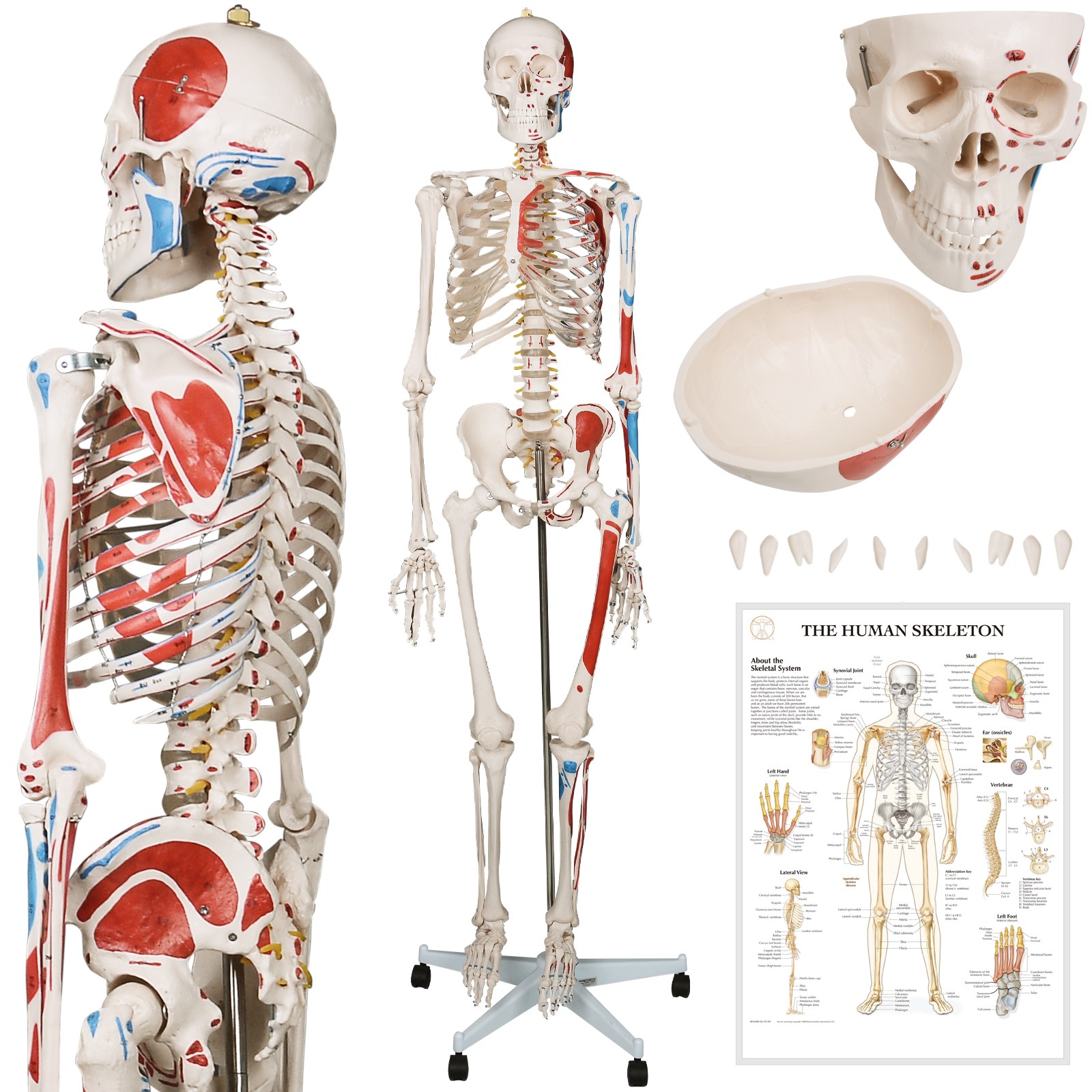 Jago® Modello Scheletro Umano 181,5 cm Medico Anatomico Grandezza